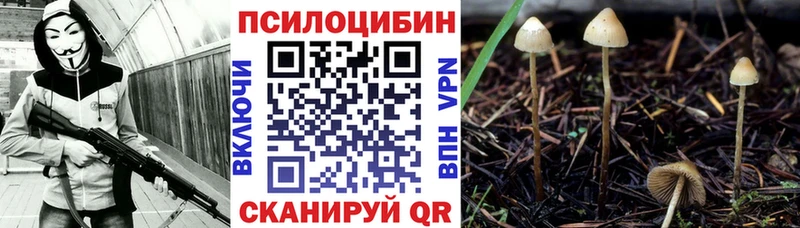 как найти Грязовец Псилоцибиновые грибы GOLDEN TEACHER